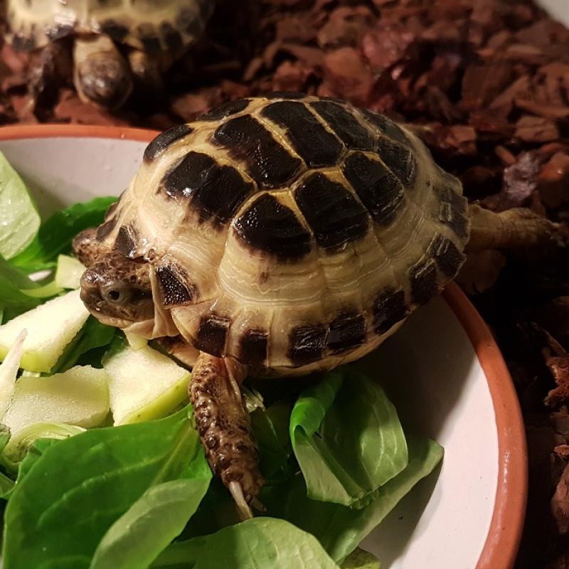 Russische vierteenschildpad - Russische vierteenschildpad