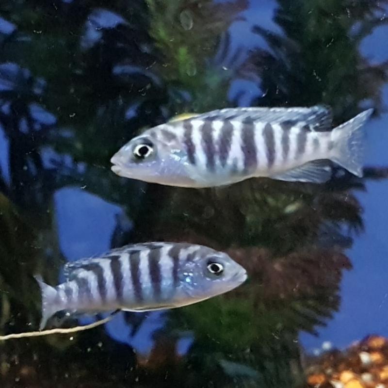 Zebra lombardoi - Zebra lombardoi