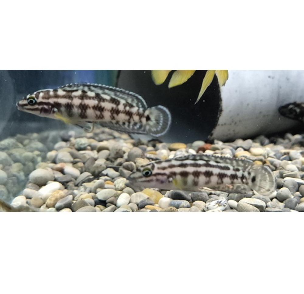 Julidochromis marlieri - Julidochromis marlieri