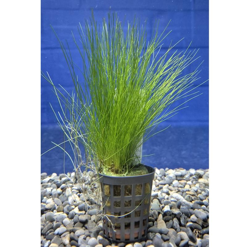 Eleocharis acicularis - Eleocharis acicularis