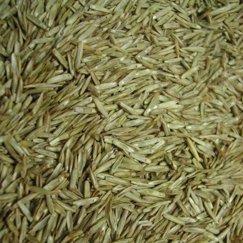 Graszaad fijn-medium - Graszaad fijn-medium